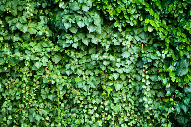 常春藤纹理背景图片下载