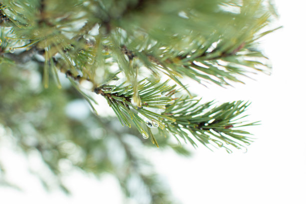 松树树枝上的雨滴。自然的概念。图片下载
