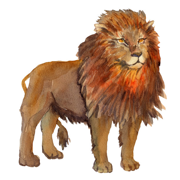 水彩手绘插图的一个站狮子的自然风格。非洲野生动物成年狮子图片下载