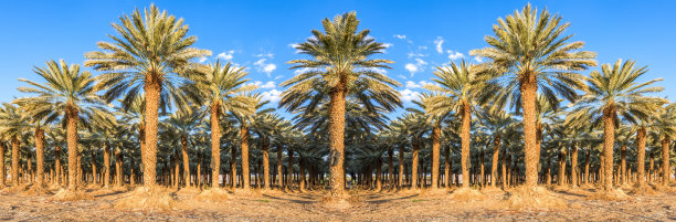 种植枣椰树，生产健康和无转基因食品图片下载