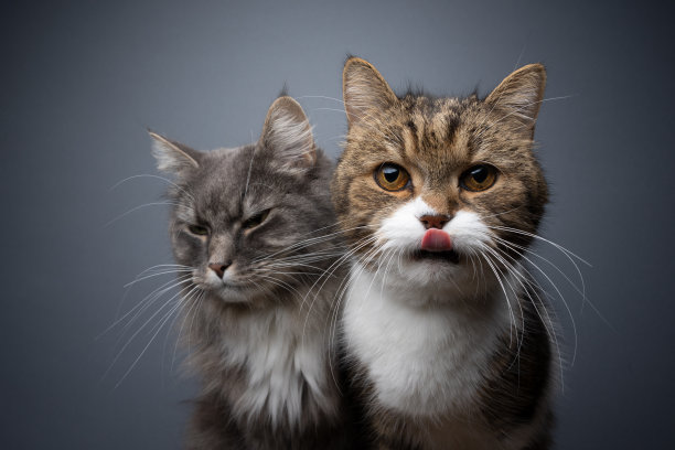 两只猫并排画像。猫之间竞争或嫉妒的概念图片下载