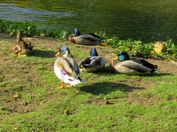 的野鸭图片下载