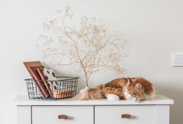 可爱的红猫睡在白色的抽屉柜上，旁边是篮子和客厅的装饰。斯堪的纳维亚风格的舒适室内住宅图片下载