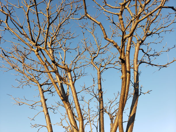 冬日-树图片下载