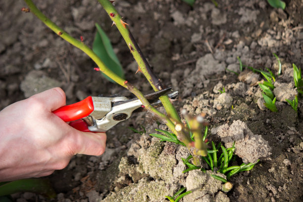 一只手拿着剪枝剪玫瑰丛的树枝。图片下载