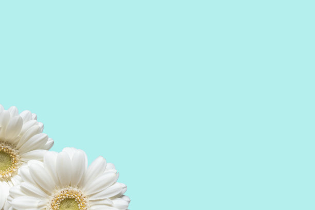 非洲菊花背景图片下载