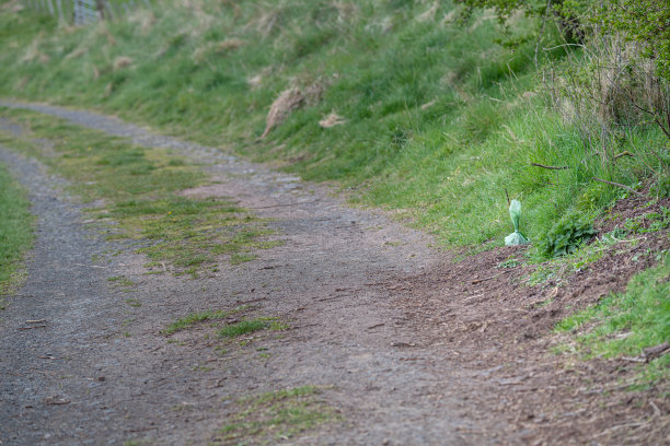 丢弃在人行道边的绿色狗屎袋-轨道图片下载