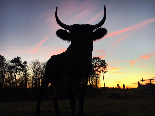 日落时一头长角公牛的剪影图片下载