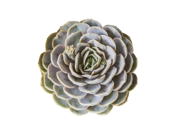 小型多肉植物离体图片下载