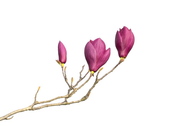 白玉兰花孤立在白色上图片下载