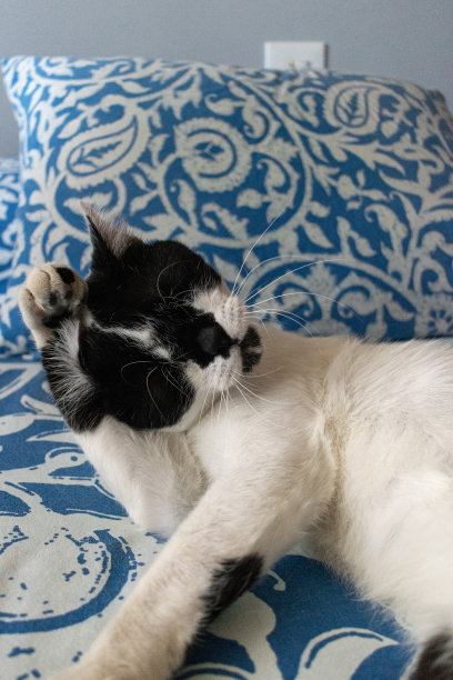 猫醒来时伸展身体图片下载