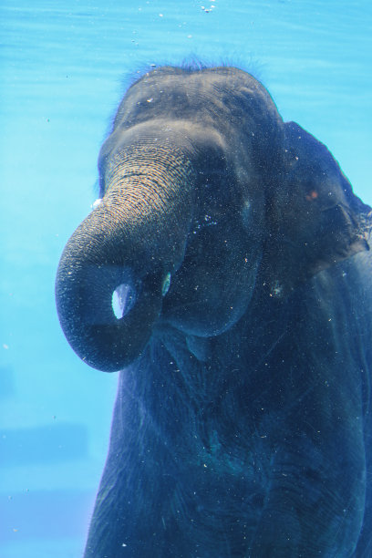 年轻可爱的大象通过透明玻璃在水中游泳的肖像图片下载