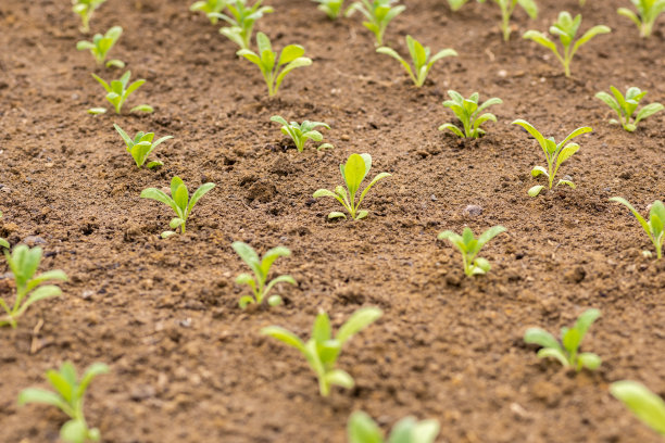 Matthiola incana。在花园苗床上种植的储备花苗。耐寒的一年生切花。有香味的股票。图片下载