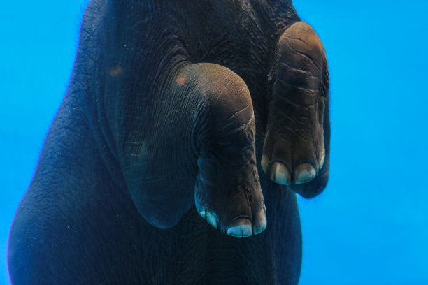 年轻可爱的大象通过透明玻璃在水中游泳的肖像图片下载