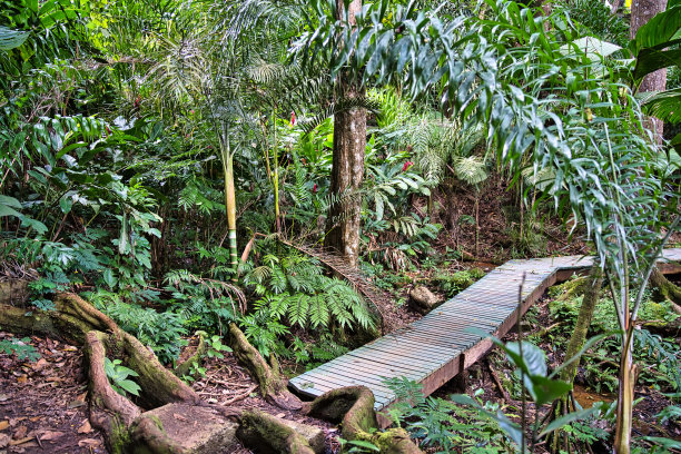 椰树小径，塞舌尔马埃河上的桥图片下载