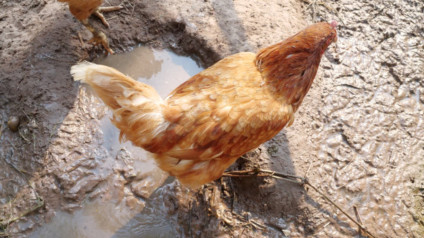 鸡，鸡毛，头发，图标，鸟，飞图片下载