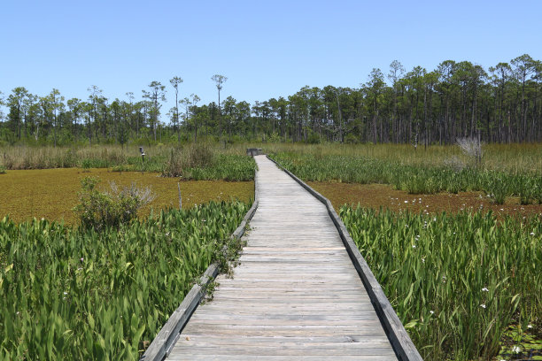 路易斯安那州大布兰奇沼泽国家野生动物保护区的木板路图片下载