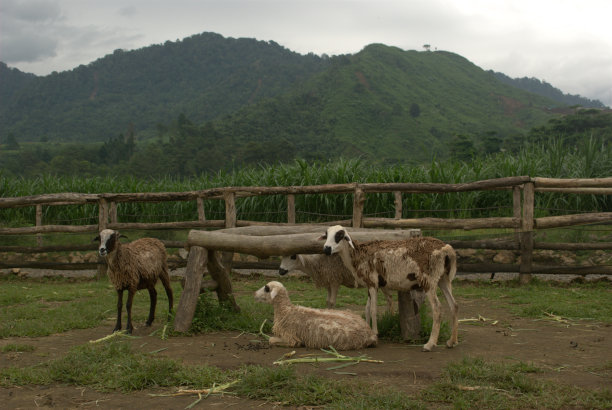 农场里的一群羊图片下载