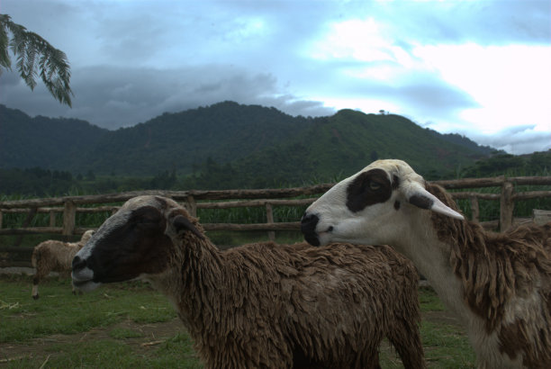 农场里的一群羊图片下载