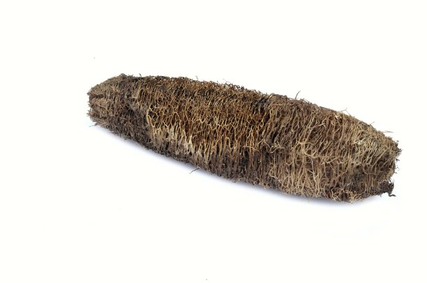 天然葫芦丝瓜或丝瓜海绵浴磨砂隔离在白色背景与复制空间图片下载