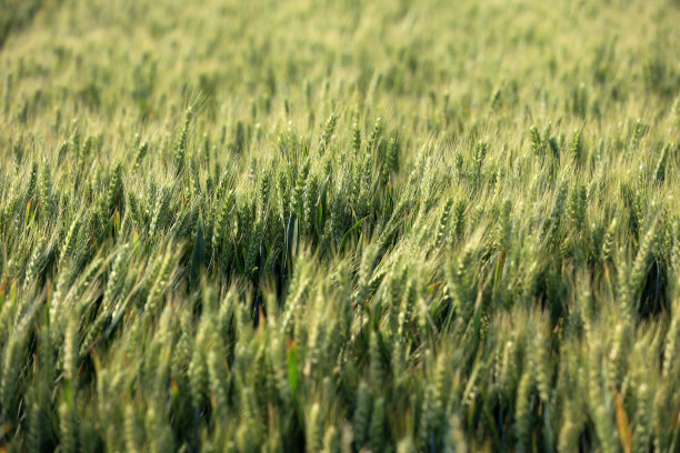 麦田在蓝天白云下图片下载