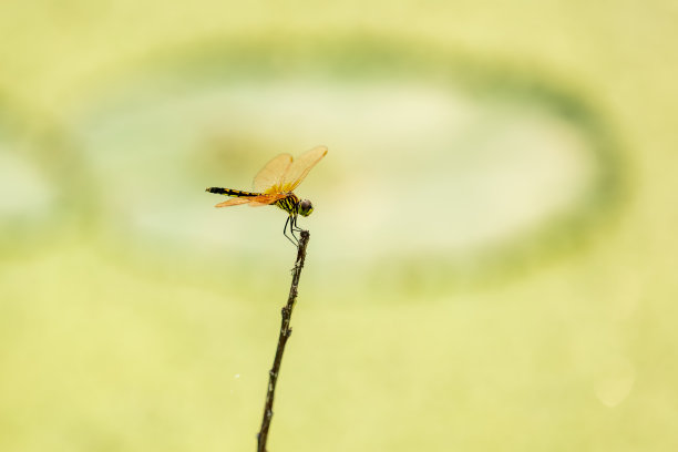 荷花和蜻蜓图片下载