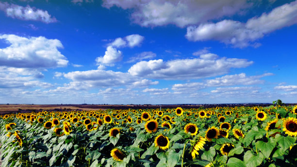 向日葵田春天的风景背景图图片下载
