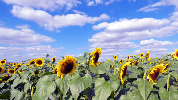 向日葵田春天的风景背景图图片下载