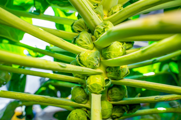 球芽甘蓝在茎上生长的特写。在阳光明媚、温暖的天气里，花园花圃里的绿色蔬菜图片下载