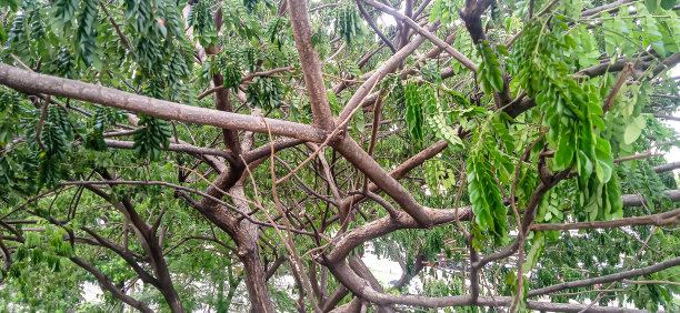 树干和树枝的特写照片图片下载