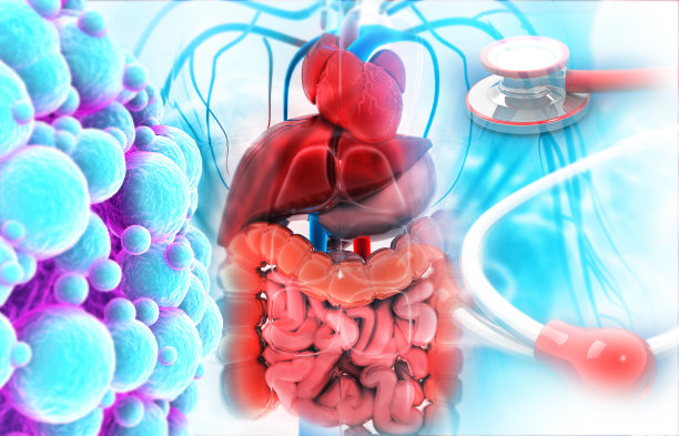 人体消化系统解剖与听诊器图片下载