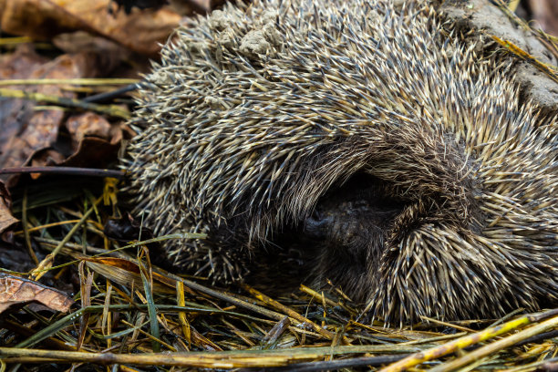 一只欧洲本土野生刺猬蜷缩在一片秋叶中。近距离图片下载