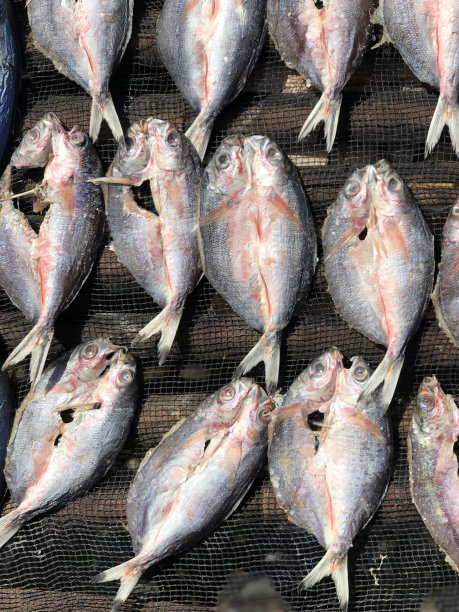 鱼在阳光下晒干图片下载