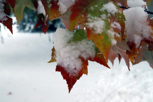 枫叶上的雪图片下载