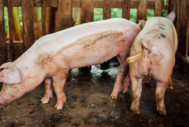 肮脏的猪图片下载