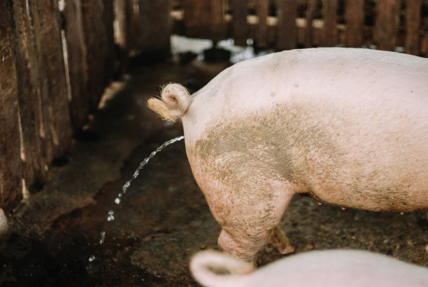 肮脏的猪图片下载