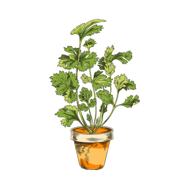 香菜或香菜芳香地中海植物，素描载体分离。图片下载