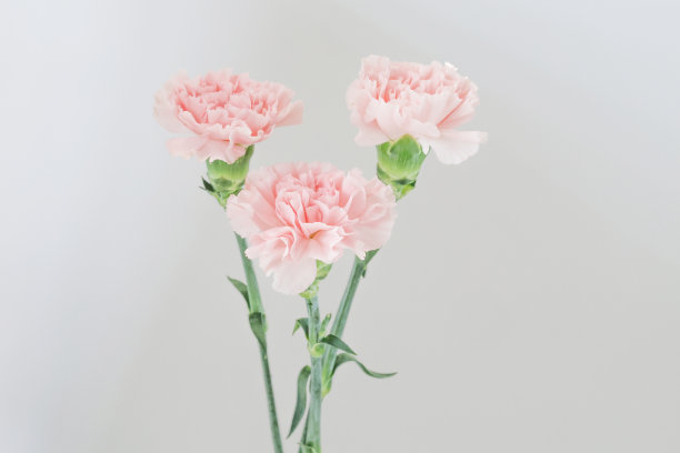 父母节教师节康乃馨照片卡明信片背景图片下载