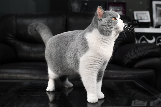 一只蓝白相间的英国短毛猫站在桌子上图片下载