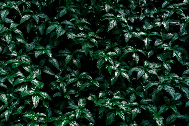 接近自然热带绿叶背景和纹理图片下载