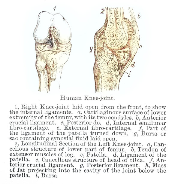 人类膝关节注释图片下载