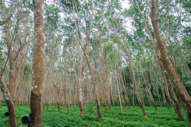 绿橡胶树林与绿草图片下载