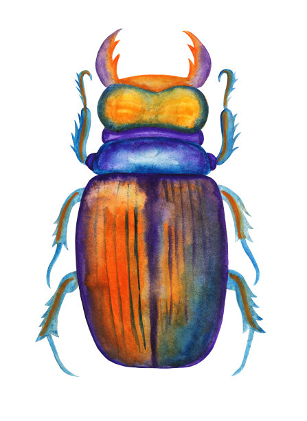 手绘水彩画生机勃勃的蟑螂。栅格甲虫插图孤立的白色。图片下载