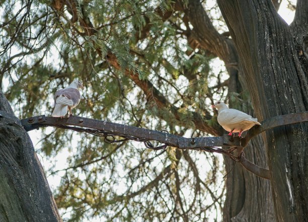 白色的鸽子图片下载
