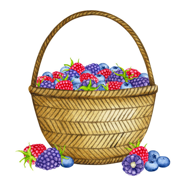 篮子里放着野浆果。覆盆子、黑莓、蓝莓水彩组成。现实的剪贴画包装，明信片，菜单，标志，织物印花和更多。图片下载