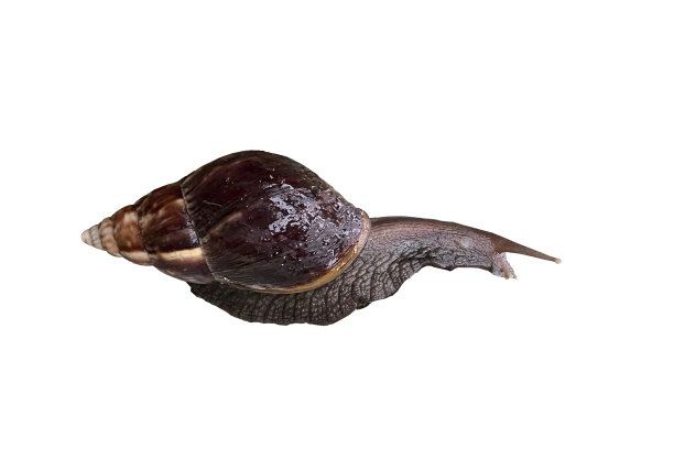 巴西的软体动物图片下载