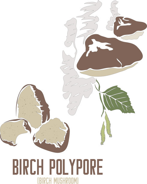 茶香真菌在彩色绘图矢量插图图片下载