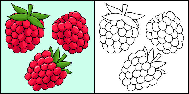 覆盆子水果着色页彩色插图图片下载