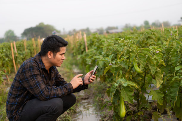 一名亚洲男性农民用智能手机拍下茄子和黄瓜的照片，然后在线配送。青年农民和蔬菜种植，农业经营理念图片下载