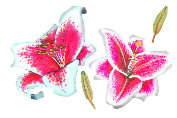 粉百合插图，手绘。这幅画是用酒精记号笔画的图片下载